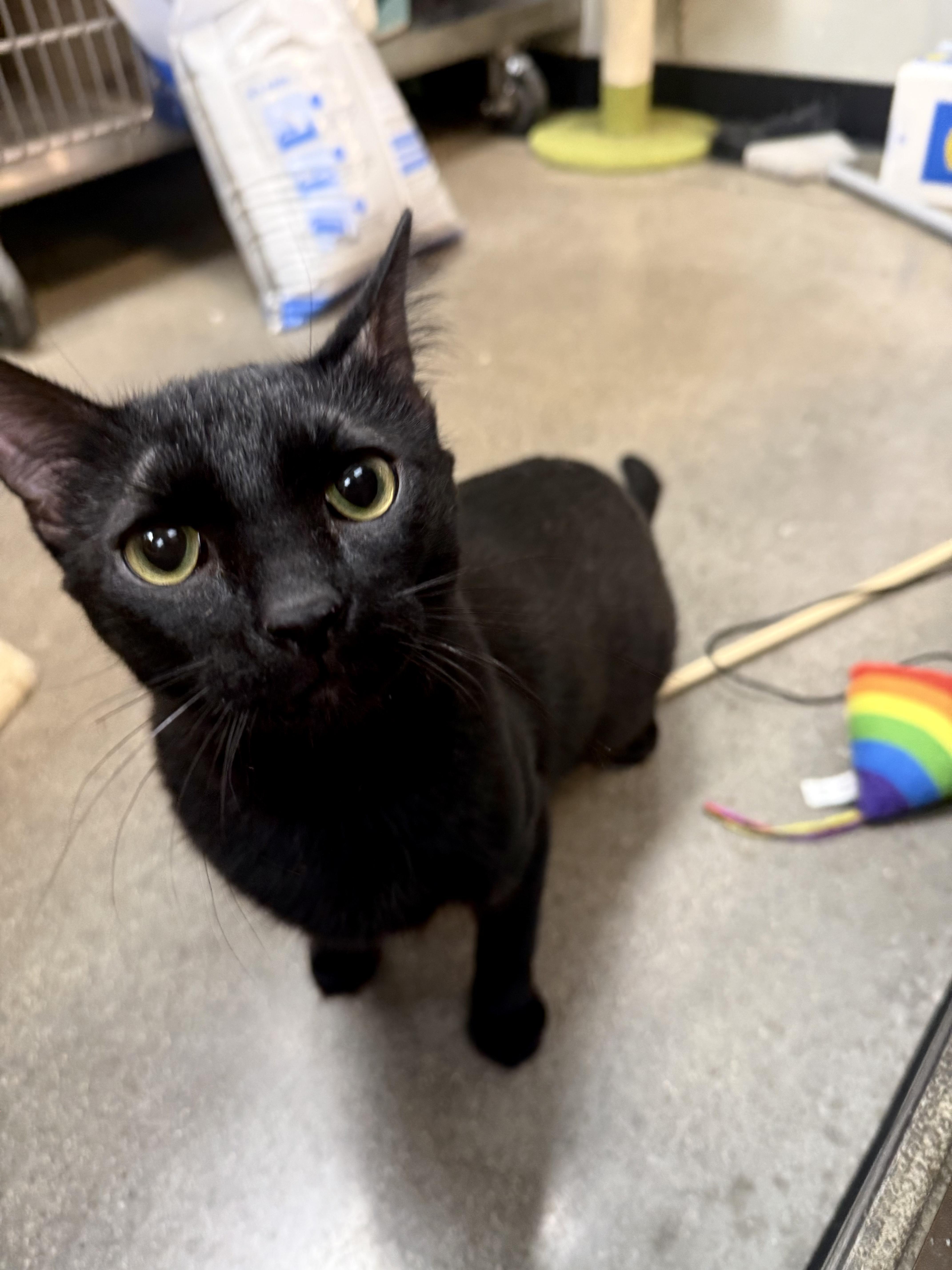 Junior, Adopted, Adult Male Domestic Short Hair.