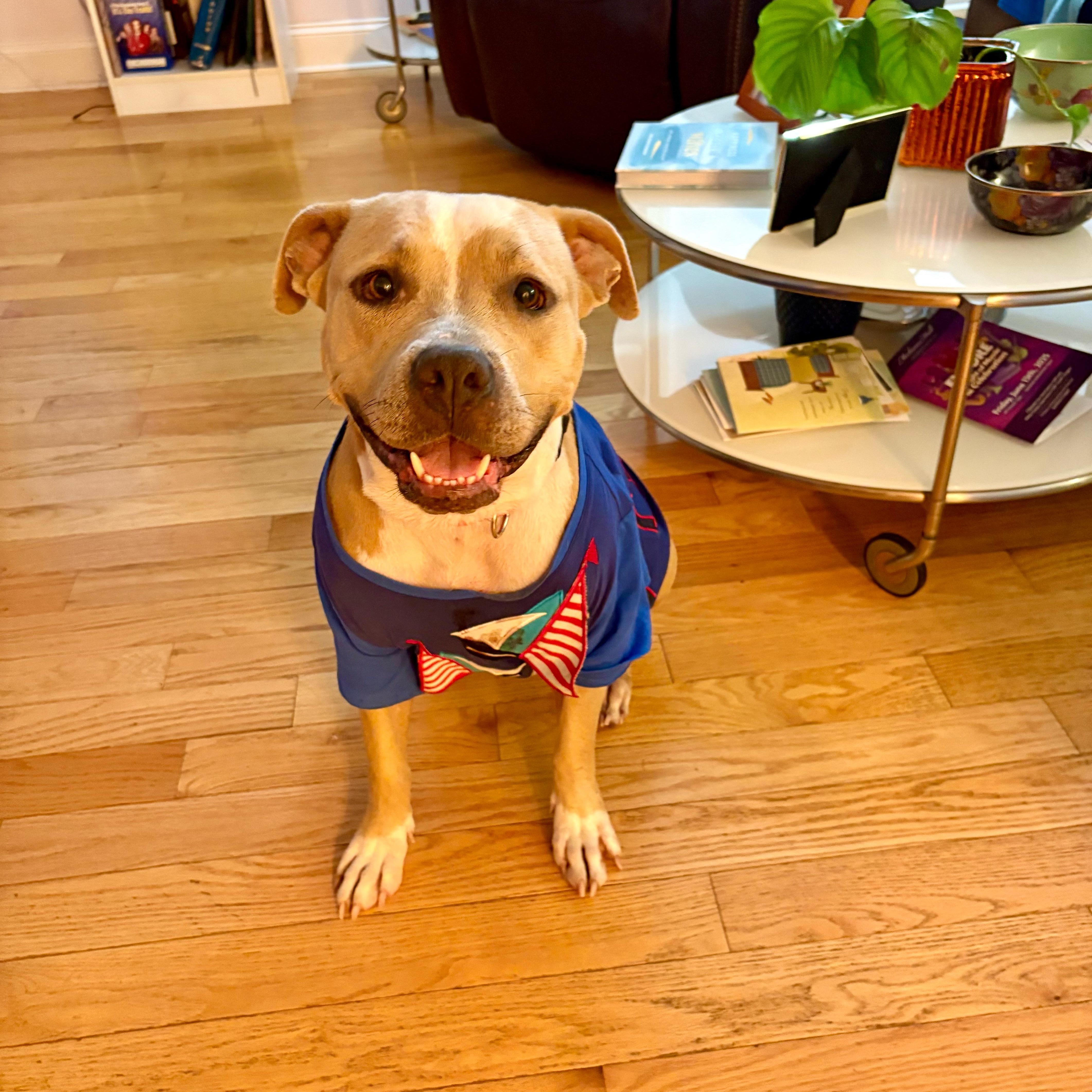 Enlarge Precious, a Adoptable mixed breed in Cumberland, RI image 2/6