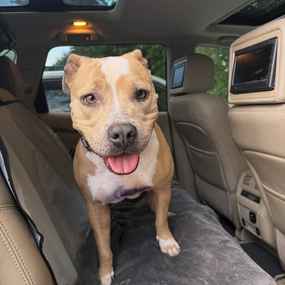 Enlarge Precious, a Adoptable mixed breed in Cumberland, RI image 6/6