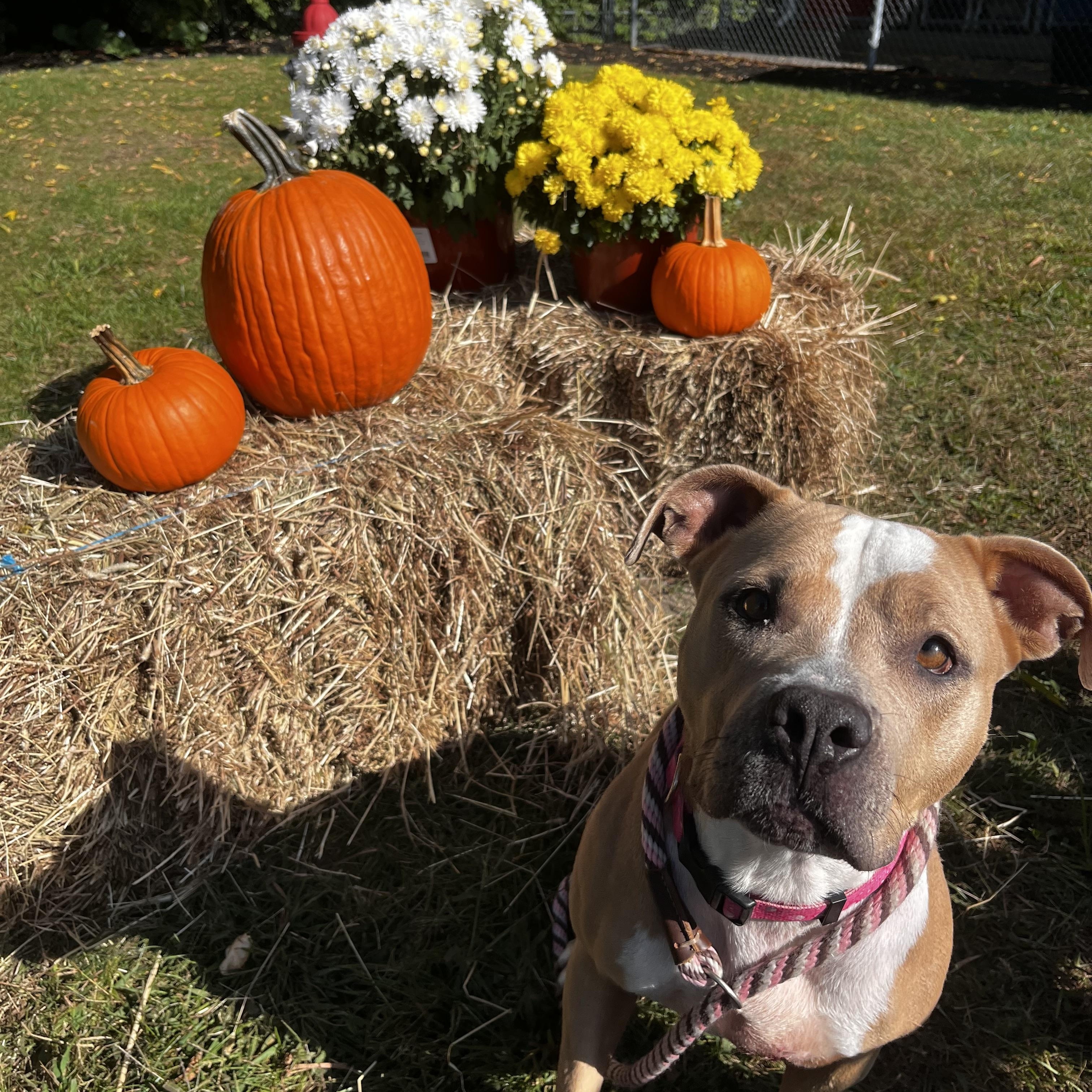 Enlarge Precious, a Adoptable mixed breed in Cumberland, RI image 5/6