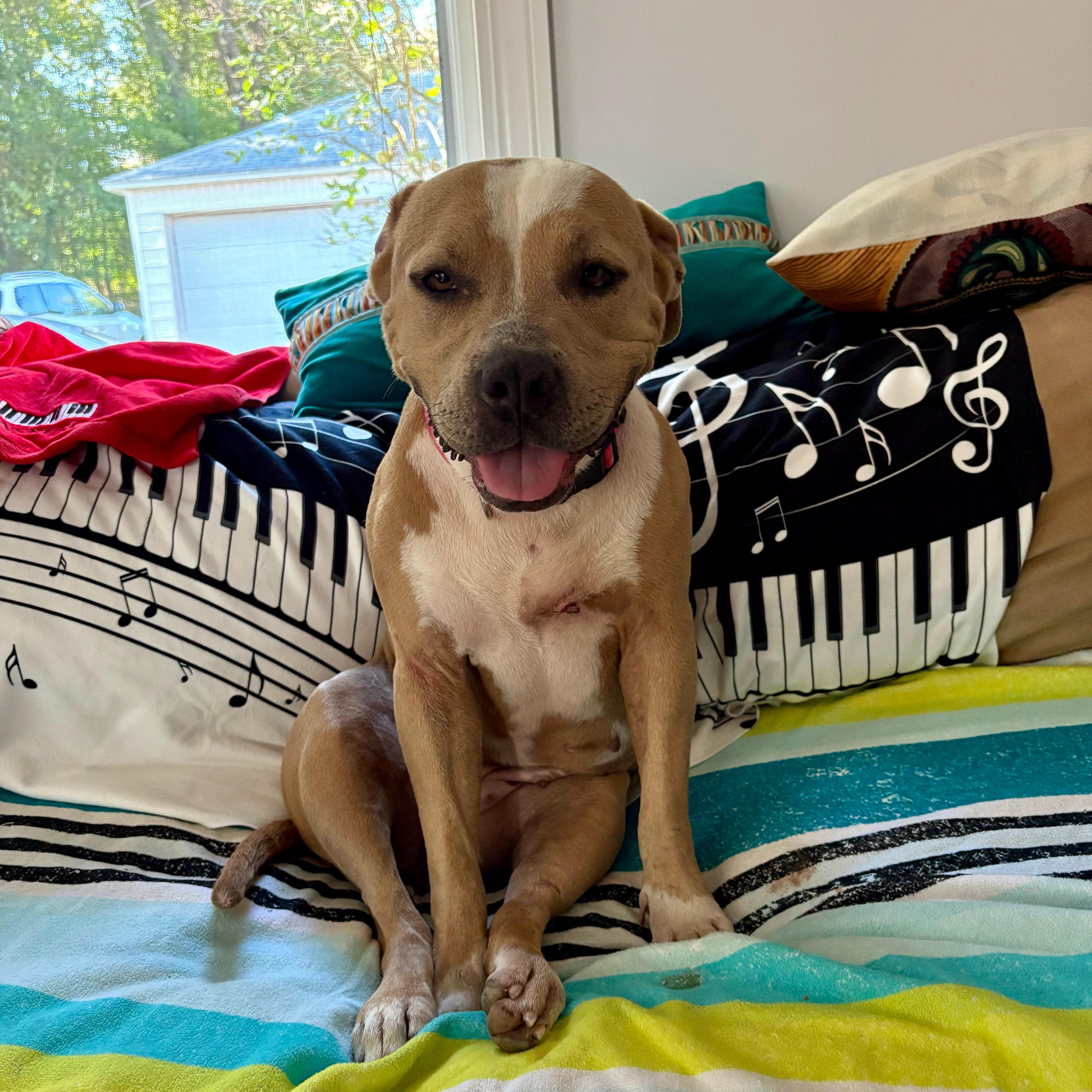 Enlarge Precious, a Adoptable mixed breed in Cumberland, RI image 3/6