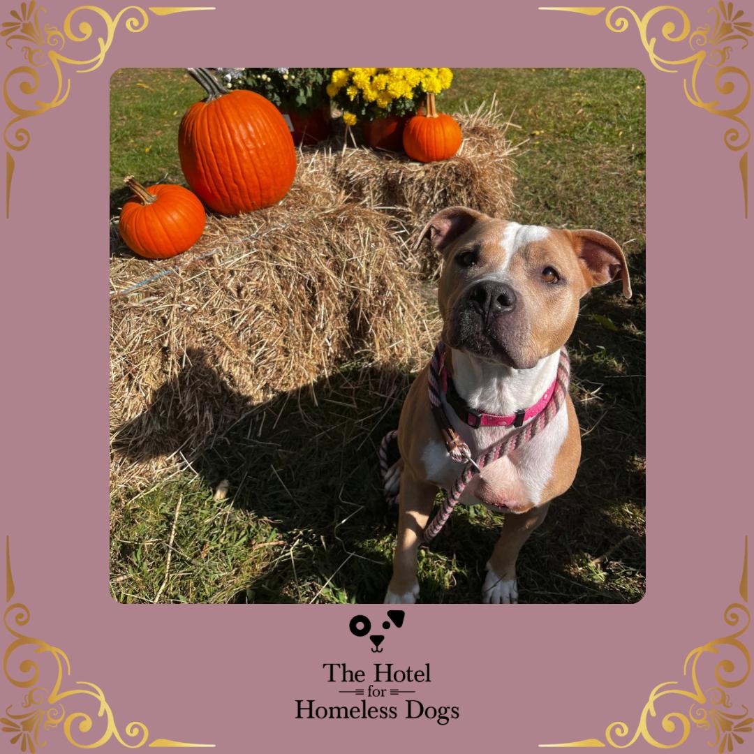 Precious, Adoptable, Adult Female American Staffordshire Terrier & Terrier.