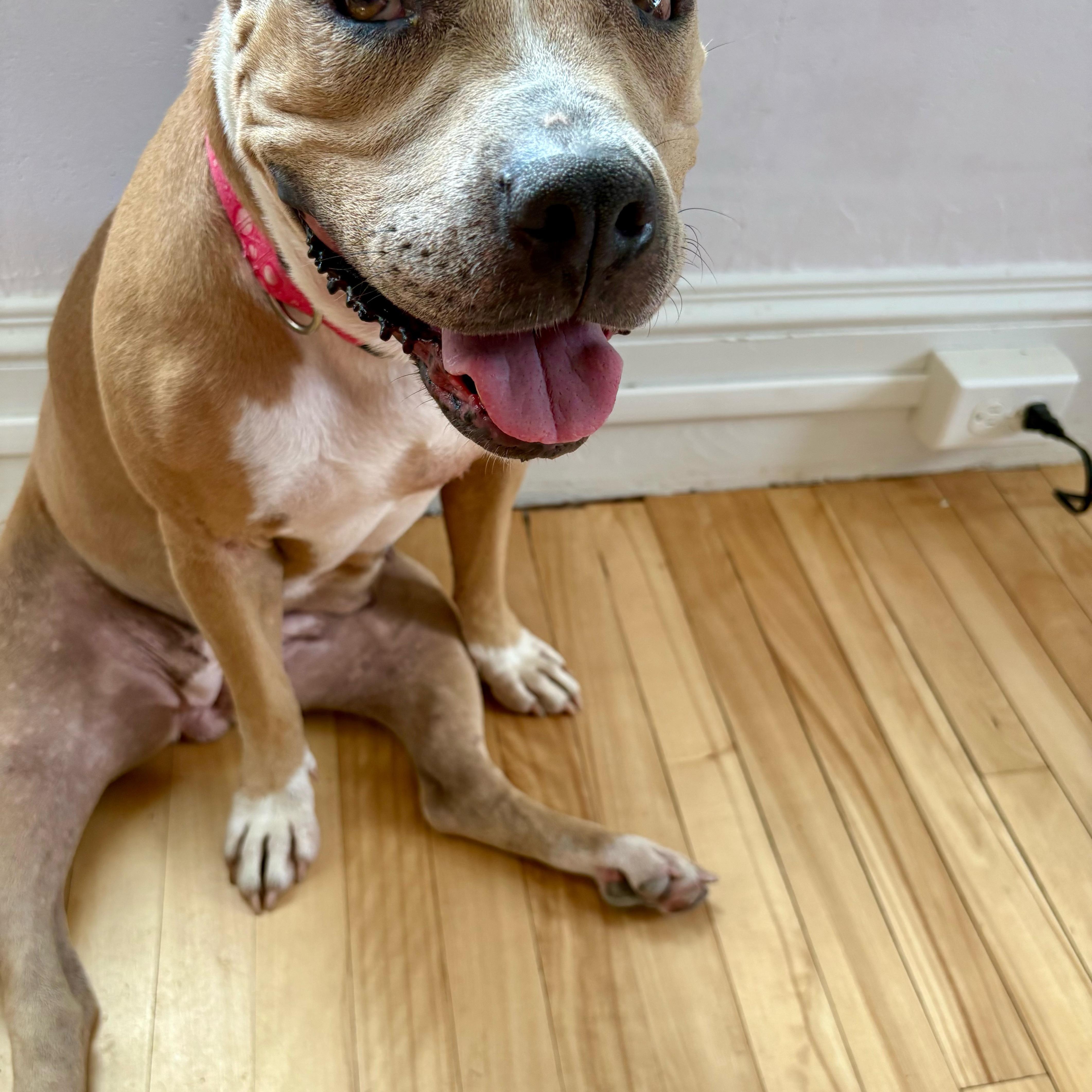 Enlarge Precious, a Adoptable mixed breed in Cumberland, RI image 4/6