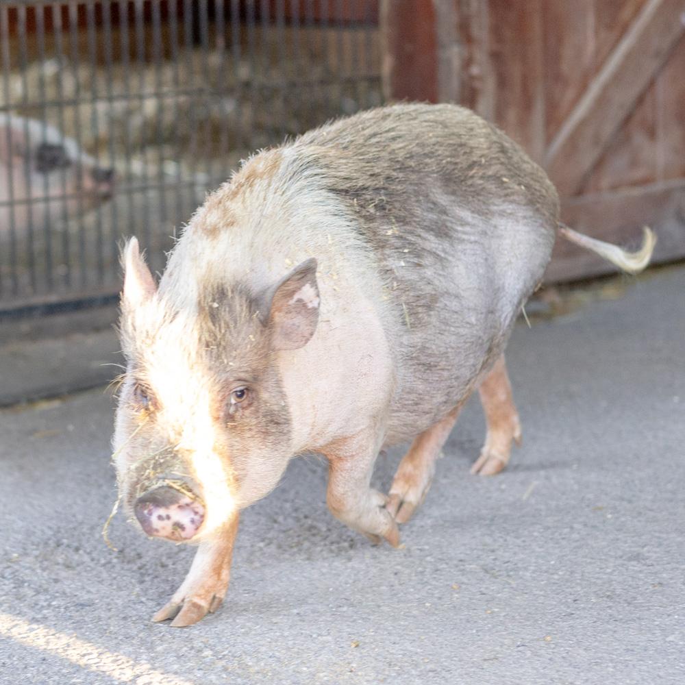Eleanor (Female), a Adoptable mixed breed in West Grove, PA image 3/5
