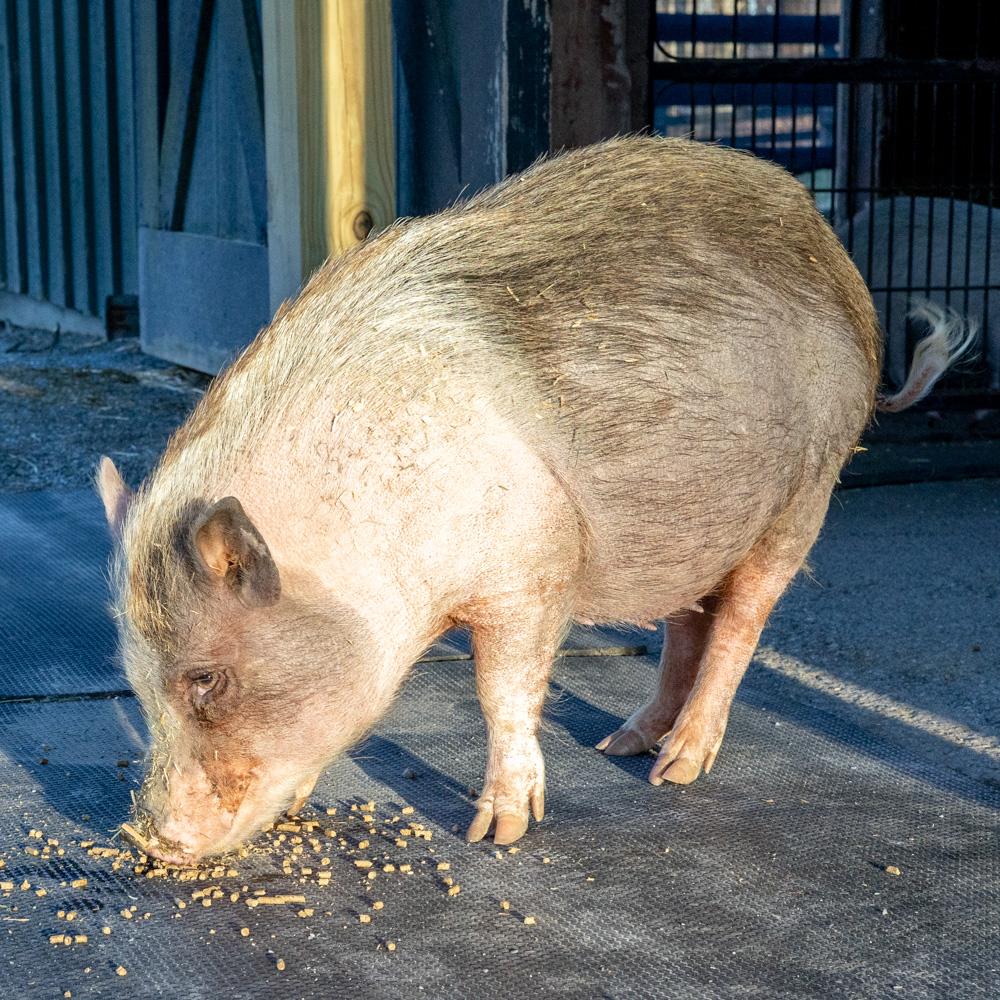 Eleanor (Female), a Adoptable mixed breed in West Grove, PA image 5/5