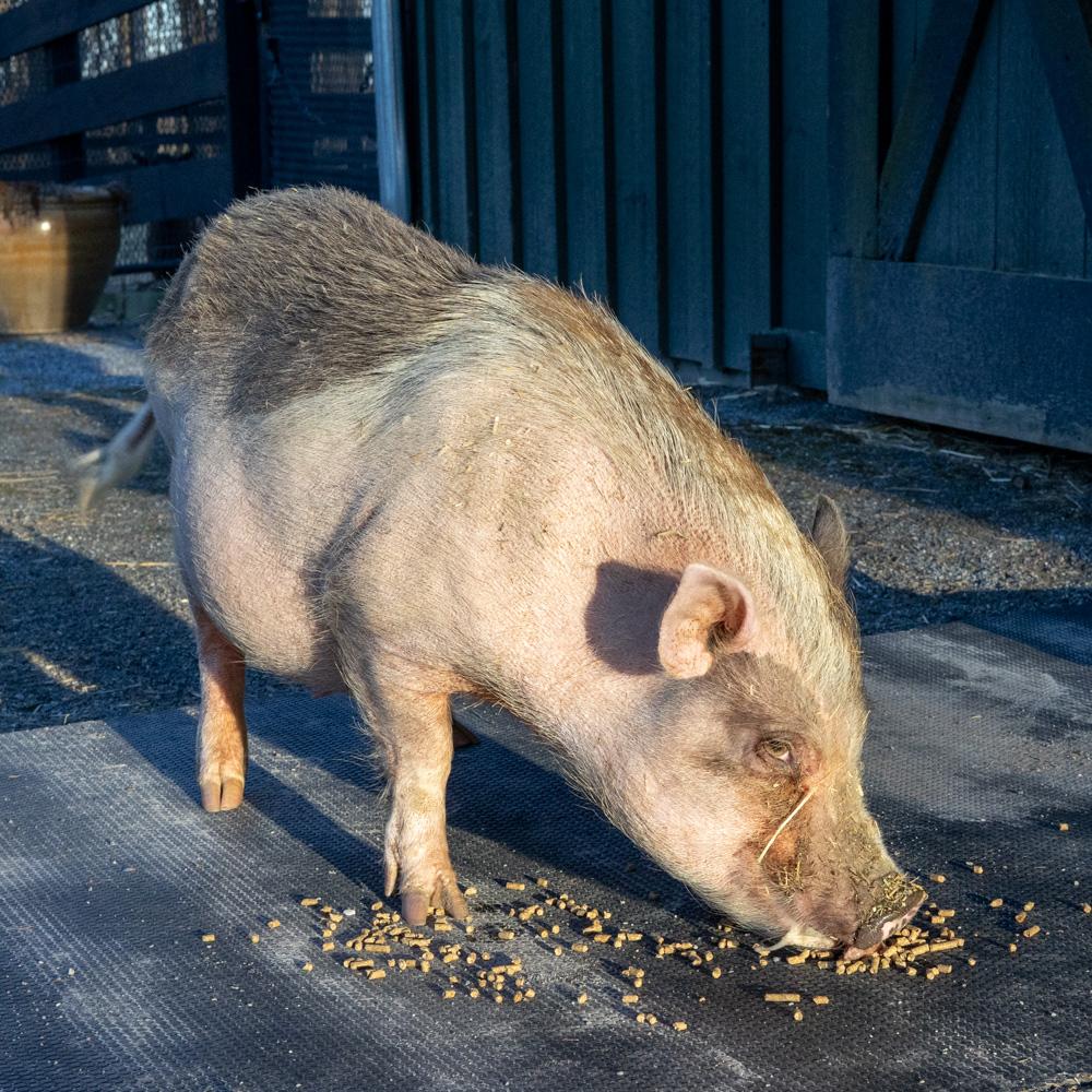 Eleanor (Female), a Adoptable mixed breed in West Grove, PA image 2/5
