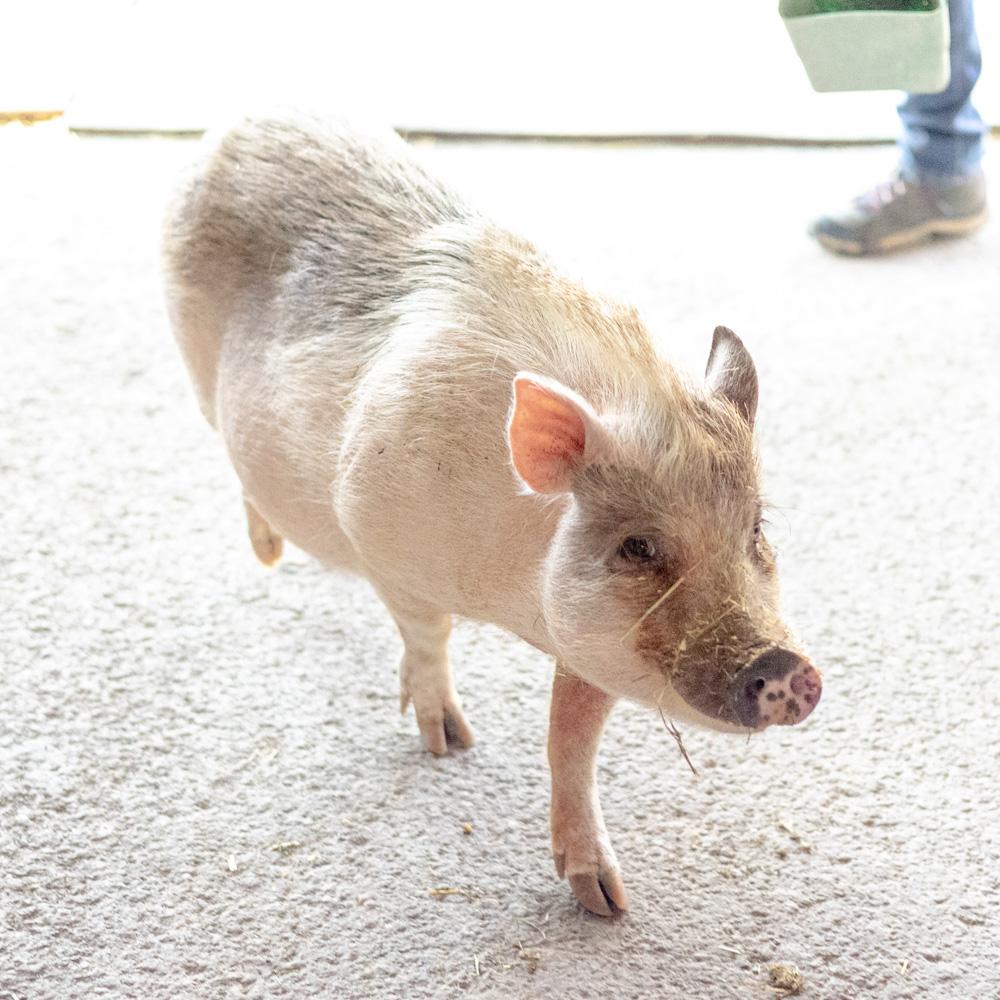 Eleanor (Female), a Adoptable mixed breed in West Grove, PA image 4/5