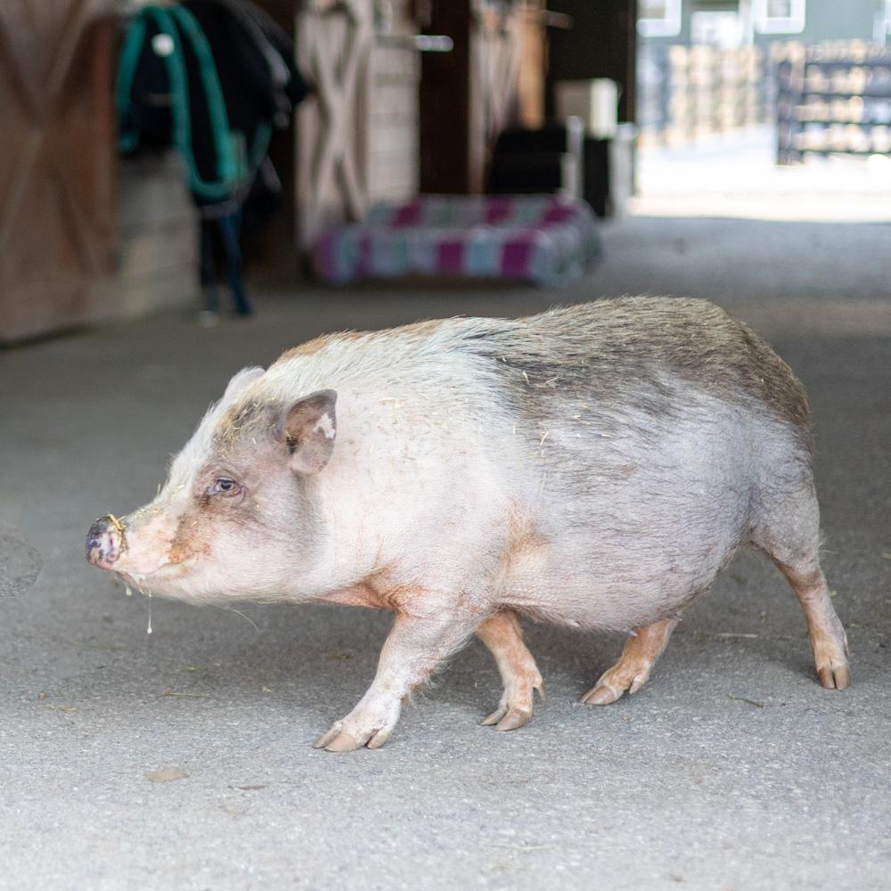Eleanor (Female), a Adoptable mixed breed in West Grove, PA image 1/5