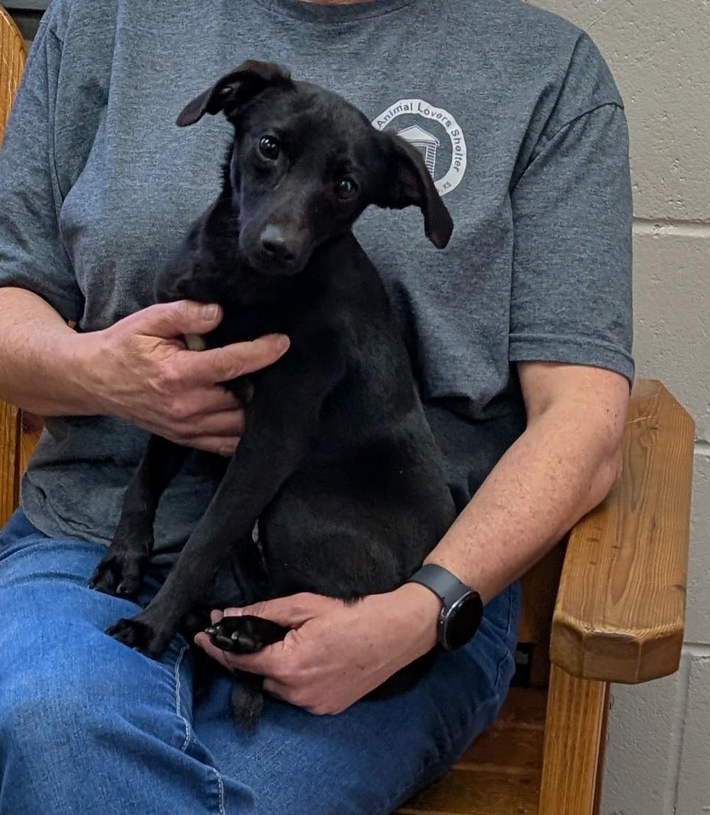 Mochi, ADOPTABLE, Young Female Chihuahua.