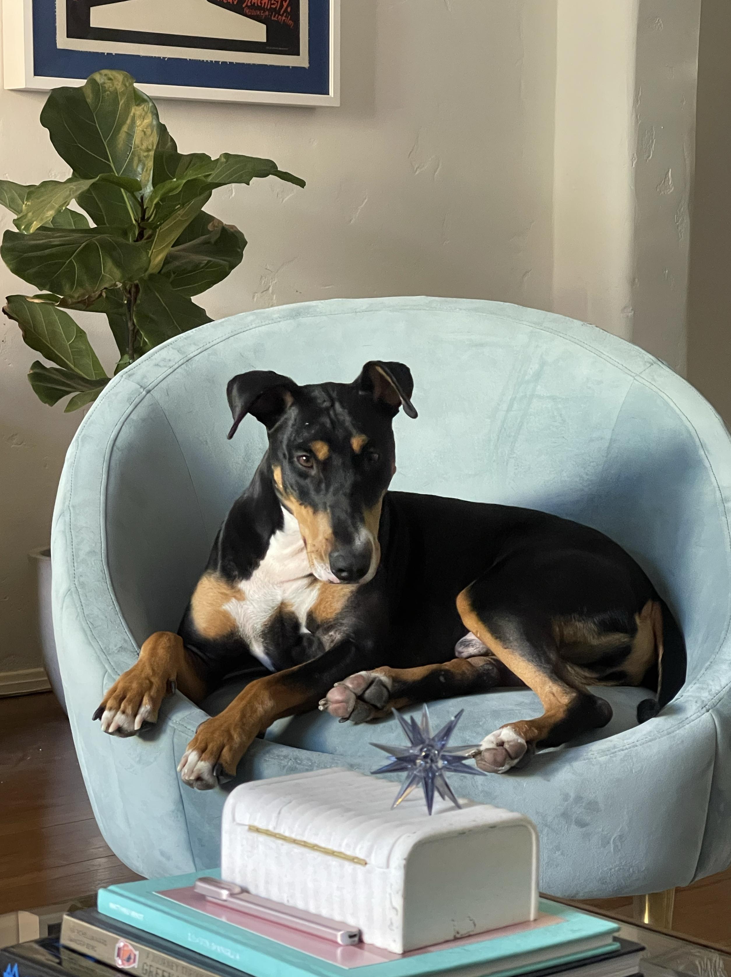 Bruno, a Adoptable mixed breed in Los Angeles, CA image 2/3