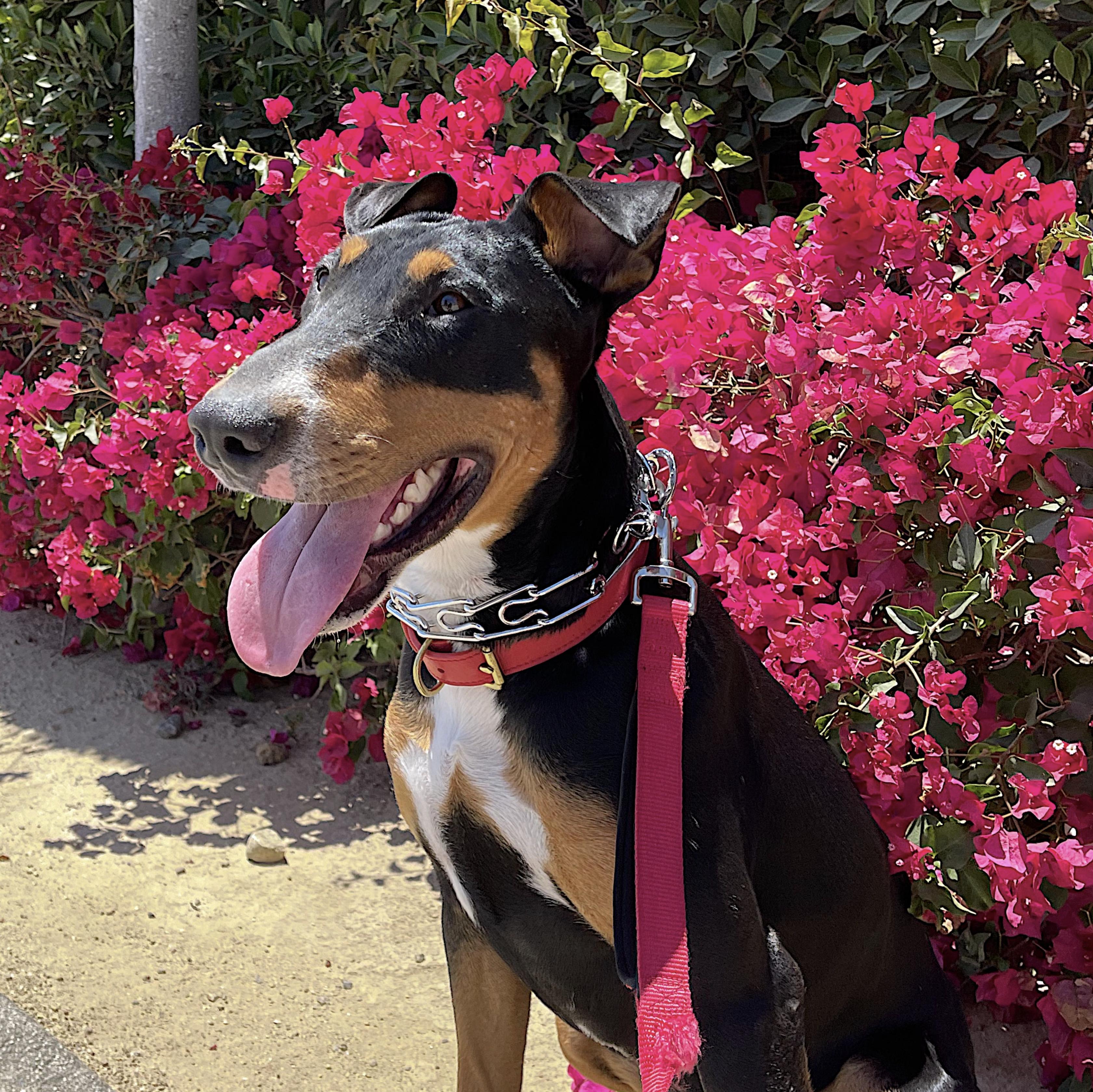 Bruno, Adoptable, Young Male Doberman Pinscher & Bull Terrier.