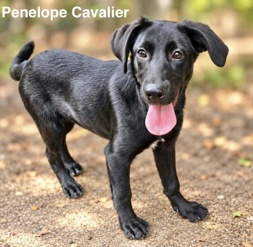 Enlarge Penelope Cavalier, a Adopted Labrador Retriever in Manchester, CT image 1/1