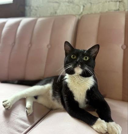89803a Hyjuin- Pounce Cat Cafe, Adoptable, Adult Male Domestic Short Hair & Domestic Short Hair.