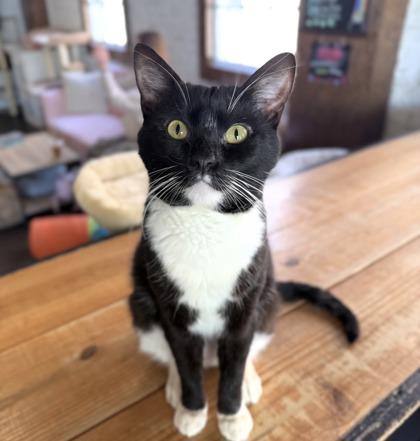 Enlarge 89803a Hyjuin- Pounce Cat Cafe, a Adoptable mixed breed in North Charleston, SC image 2/3