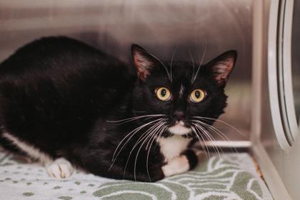 Enlarge 89803a Hyjuin- Pounce Cat Cafe, a Adoptable mixed breed in North Charleston, SC image 1/3