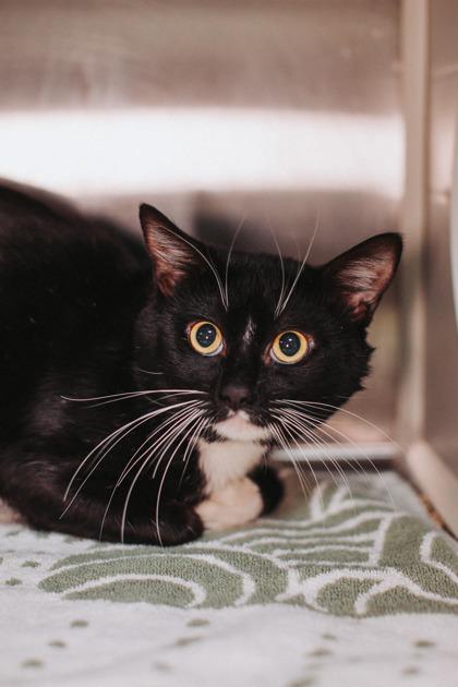 Enlarge 89803a Hyjuin- Pounce Cat Cafe, a Adoptable mixed breed in North Charleston, SC image 2/3