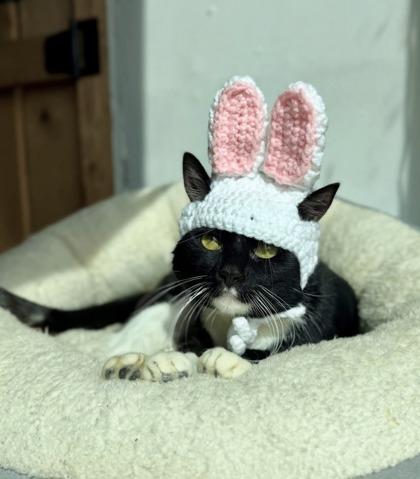 Enlarge 89803a Hyjuin- Pounce Cat Cafe, a Adoptable mixed breed in North Charleston, SC image 3/3