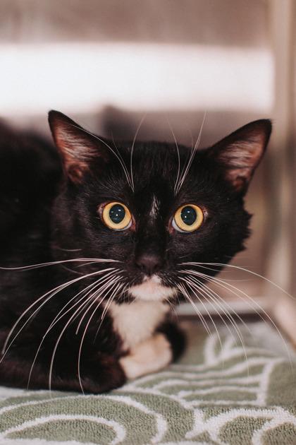 Enlarge 89803a Hyjuin- Pounce Cat Cafe, a Adoptable mixed breed in North Charleston, SC image 3/3