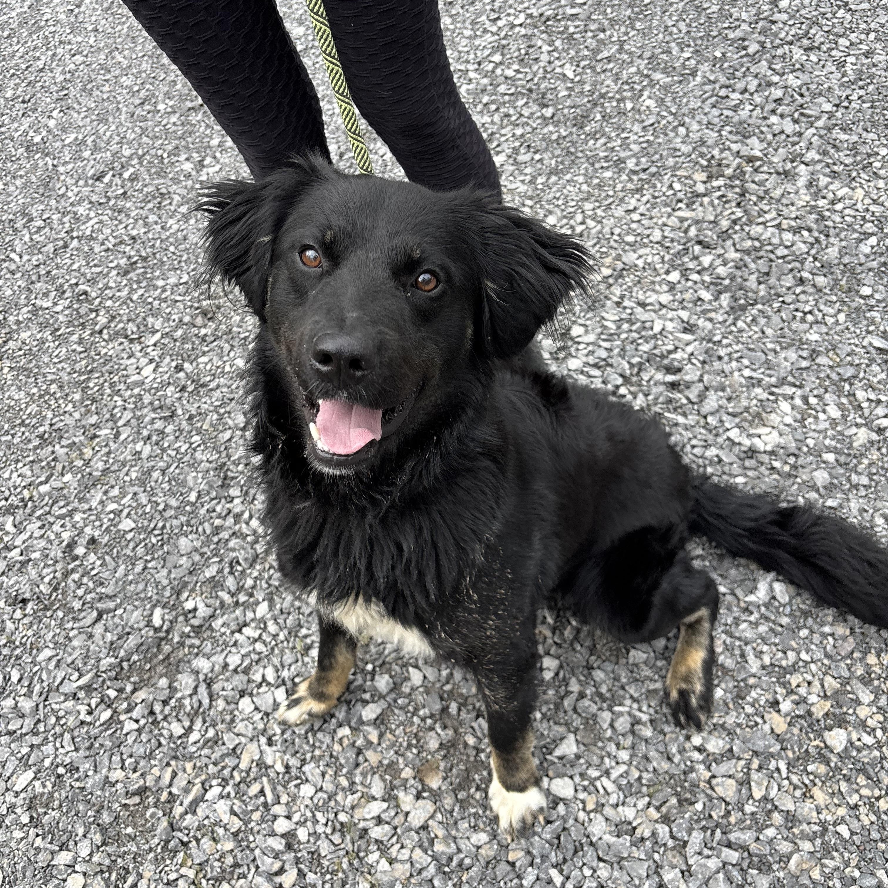 Austin ~ in foster, a Adoptable mixed breed image 4/6