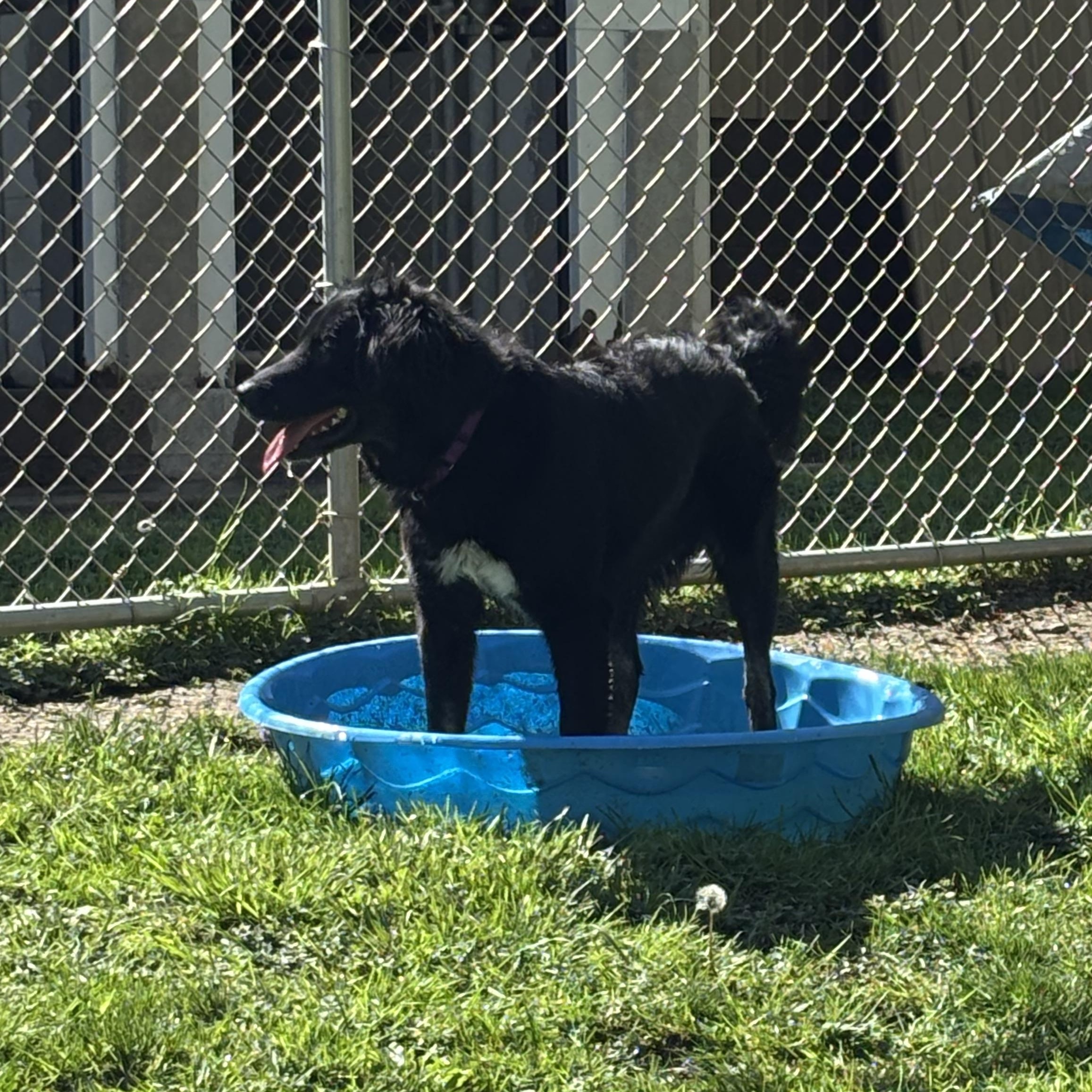 Austin ~ in foster, a Adoptable mixed breed image 5/6