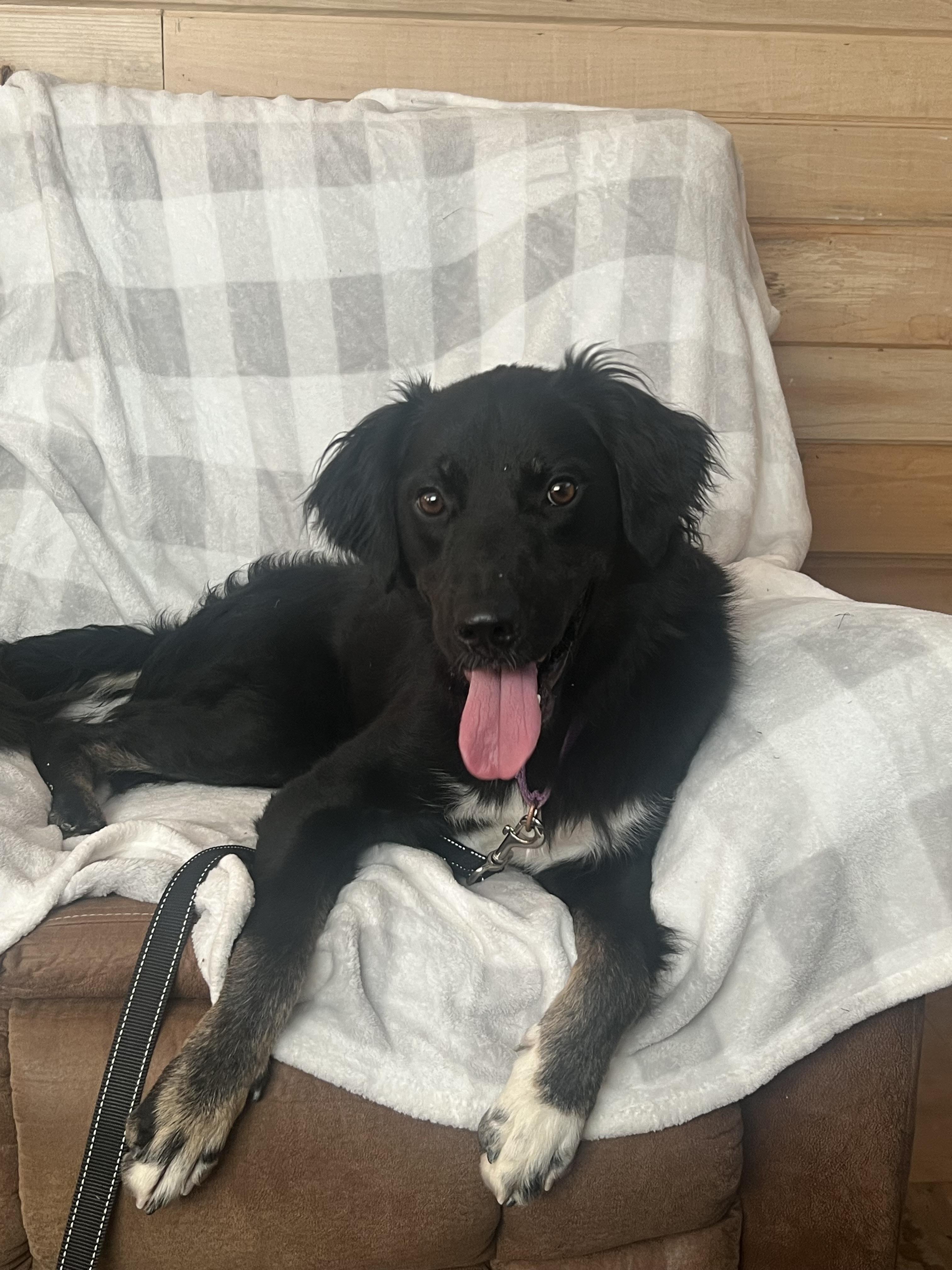 Austin ~ in foster, a Adoptable mixed breed image 2/6