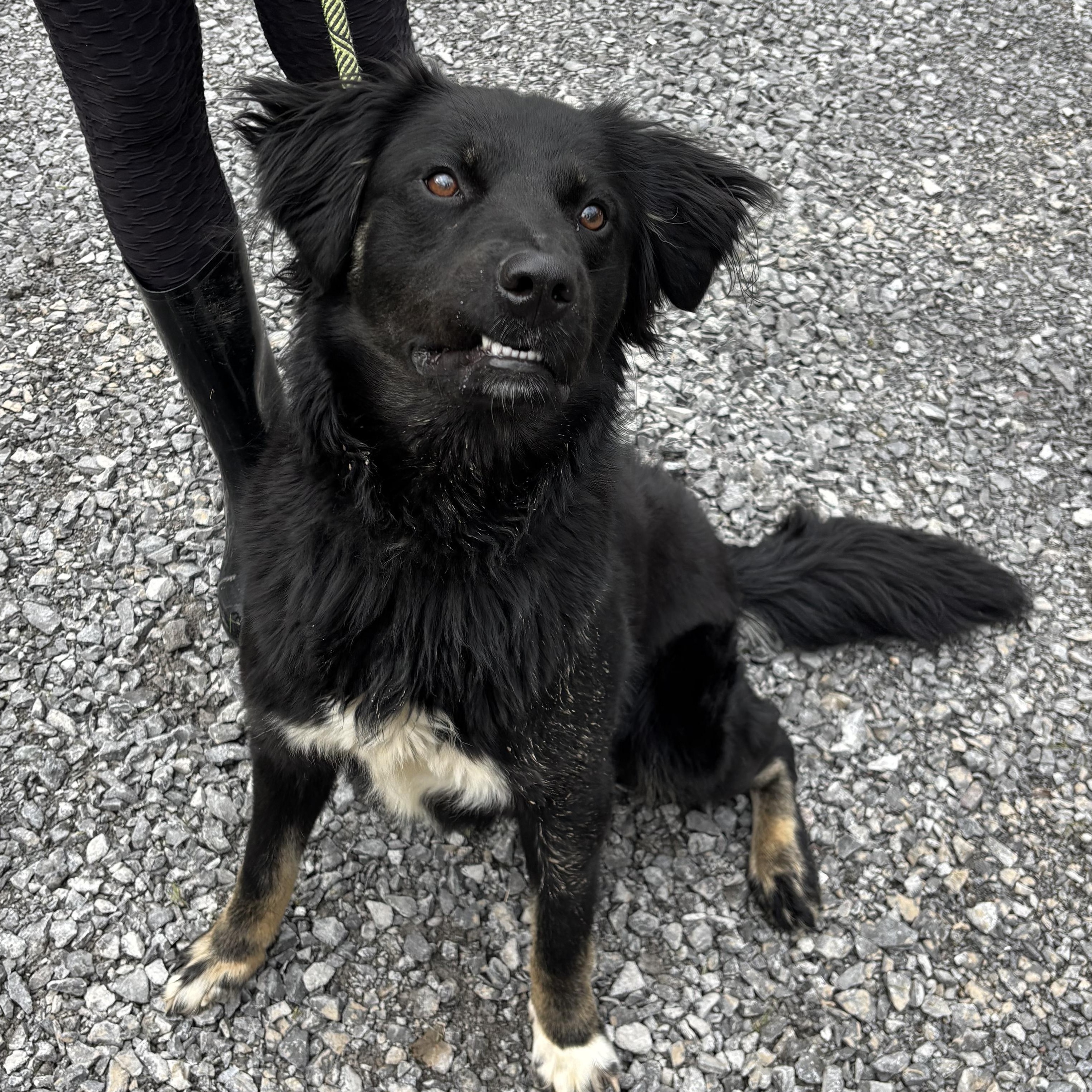 Austin ~ in foster, a Adoptable mixed breed image 1/6