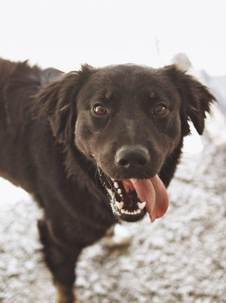 Austin ~ in foster, a Adoptable mixed breed image 3/6