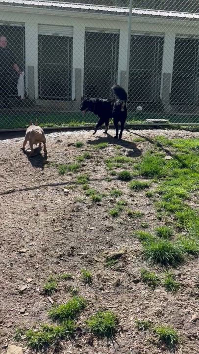 Enlarge Austin ~ in foster, a Adoptable mixed breed video 6/6