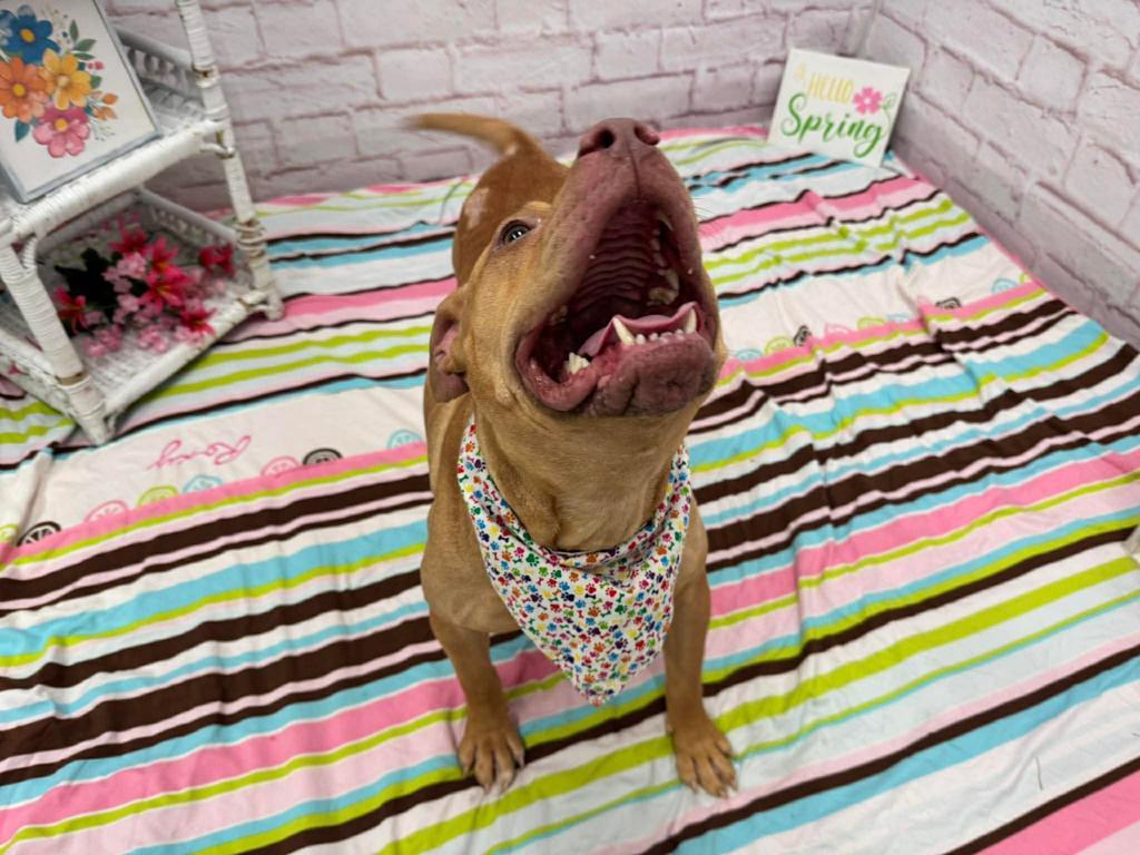 Enlarge Bella, a Adoptable mixed breed in Detroit, MI image 1/6