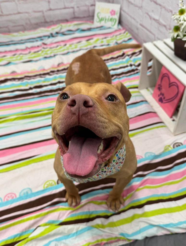 Enlarge Bella, a Adoptable mixed breed in Detroit, MI image 2/6