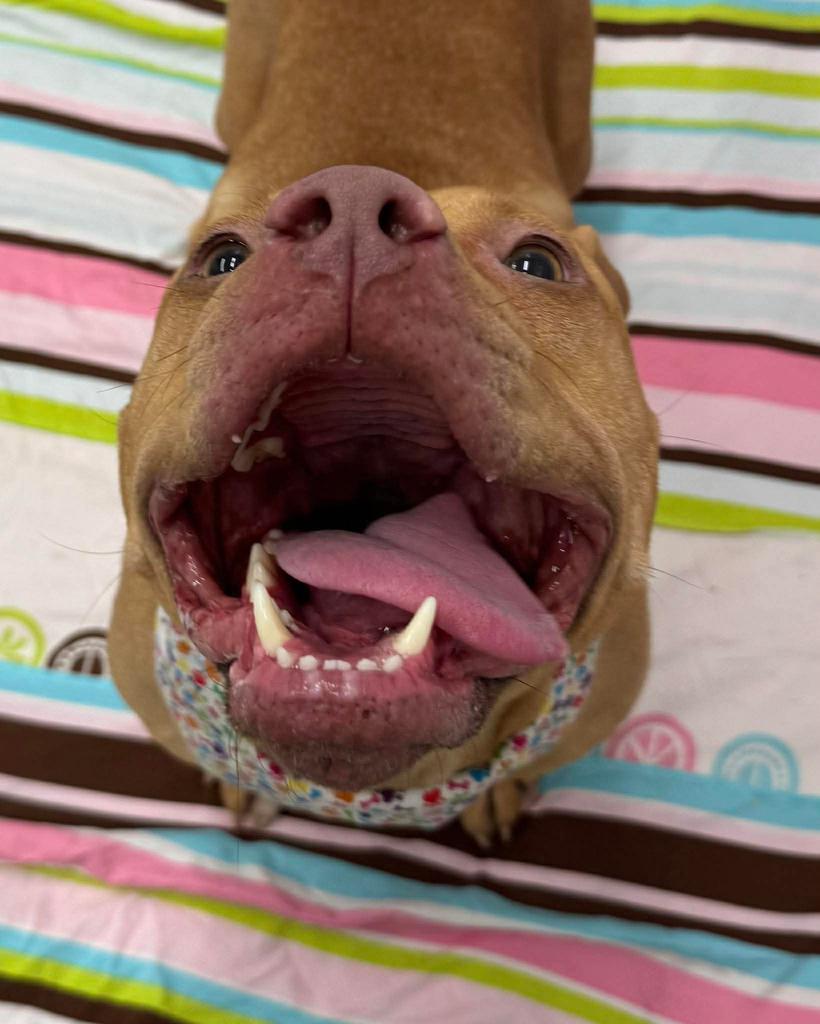 Enlarge Bella, a Adoptable mixed breed in Detroit, MI image 3/6