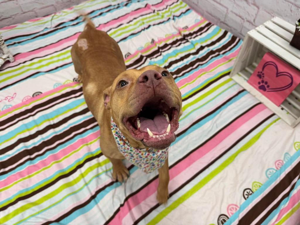 Enlarge Bella, a Adoptable mixed breed in Detroit, MI image 4/6