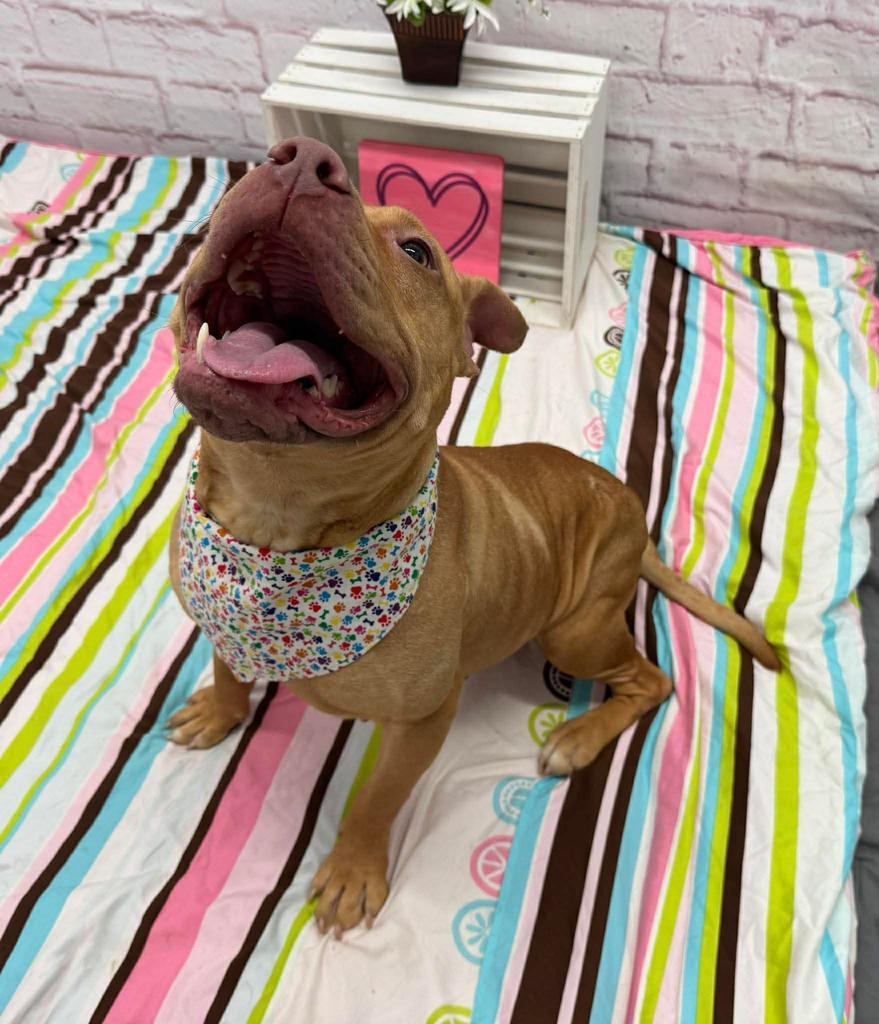 Enlarge Bella, a Adoptable mixed breed in Detroit, MI image 5/6