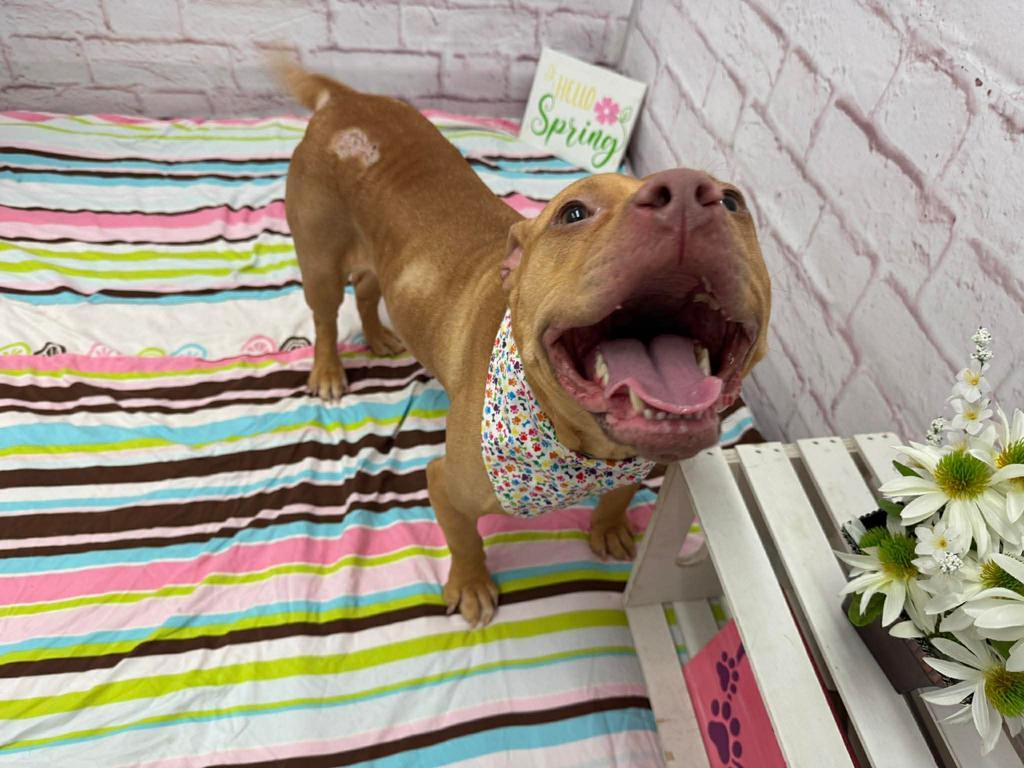 Enlarge Bella, a Adoptable mixed breed in Detroit, MI image 6/6