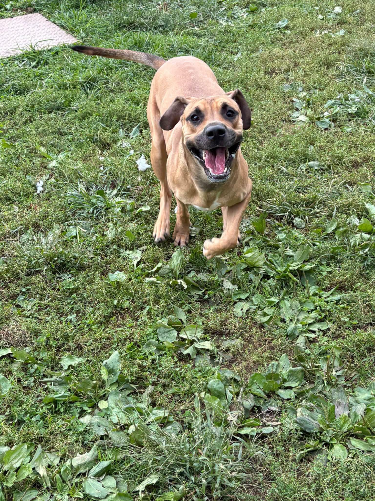 Enlarge King, a Adoptable mixed breed in Yonkers, NY image 3/5
