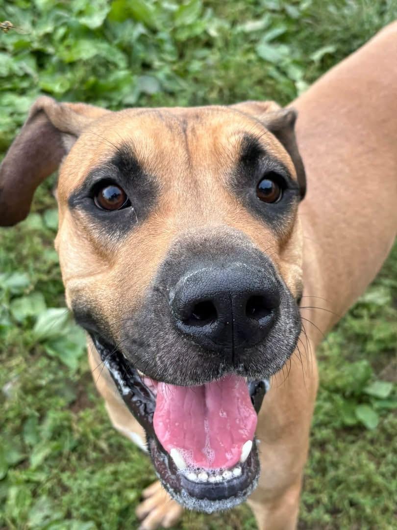 King, Adoptable, Young Male Great Dane & Black Mouth Cur.