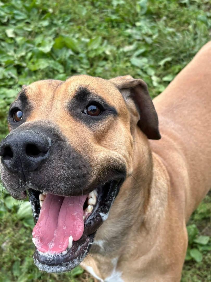 Enlarge King, a Adoptable mixed breed in Yonkers, NY image 2/5