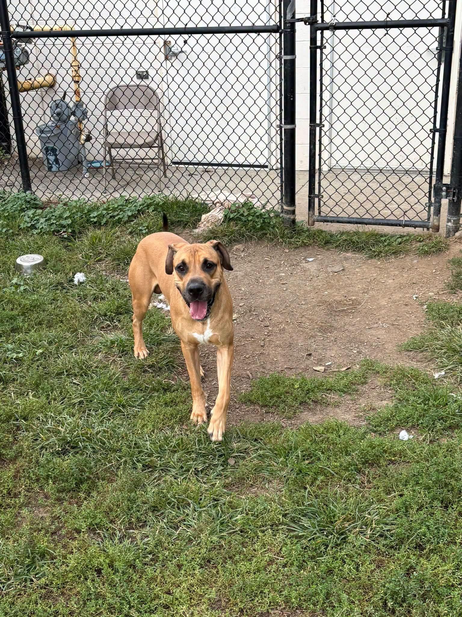 Enlarge King, a Adoptable mixed breed in Yonkers, NY image 4/5
