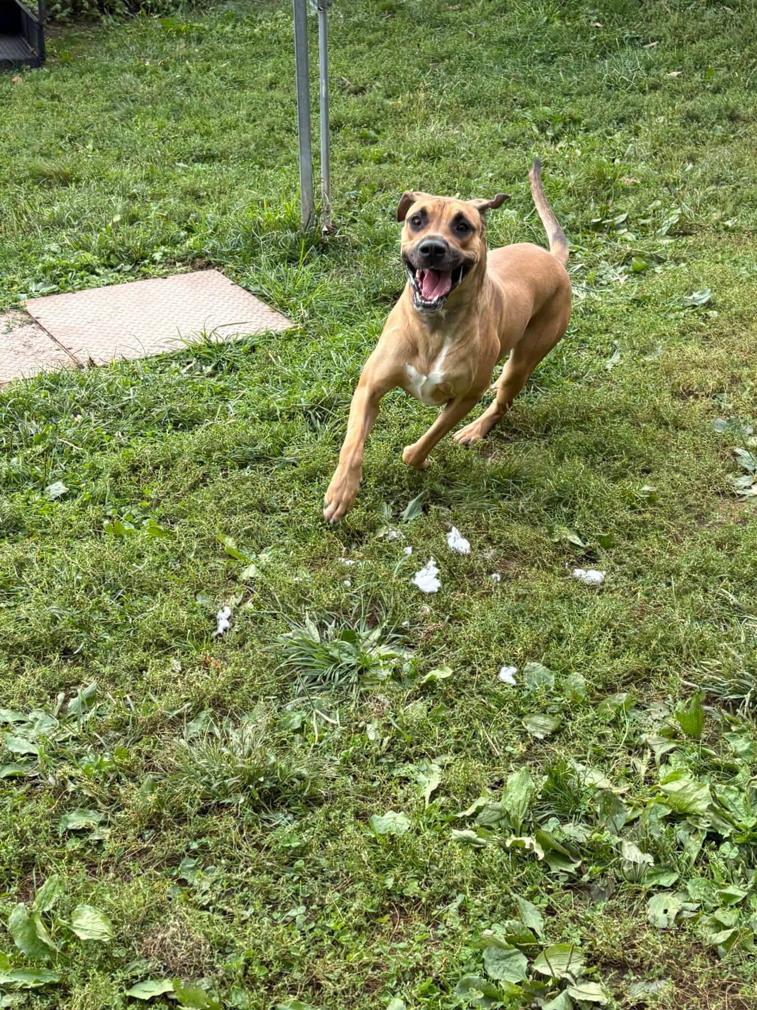 Enlarge King, a Adoptable mixed breed in Yonkers, NY image 5/5