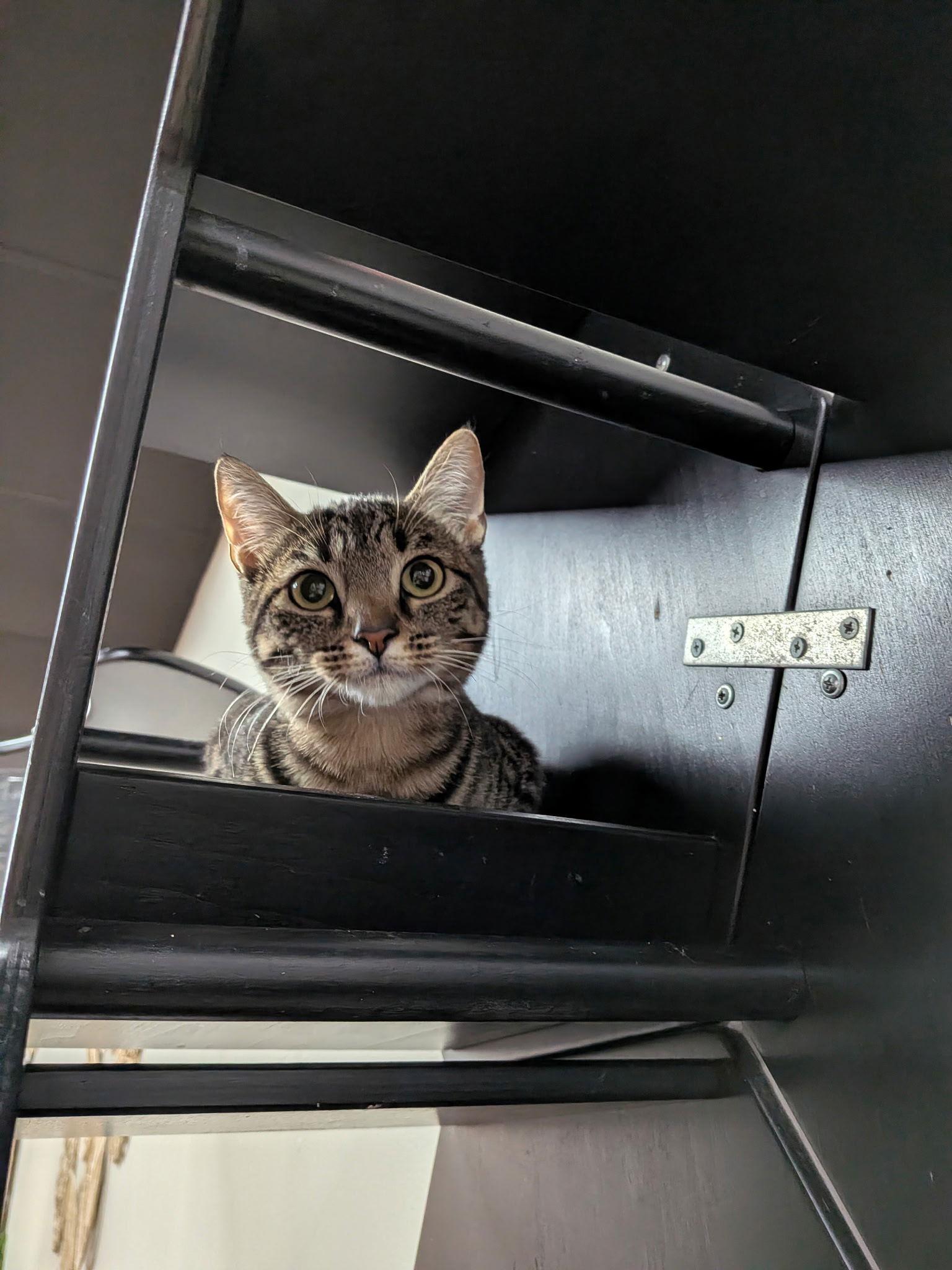 Enlarge Poppy, a Adopted Domestic Short Hair in Lake Saint Louis, MO image 1/1