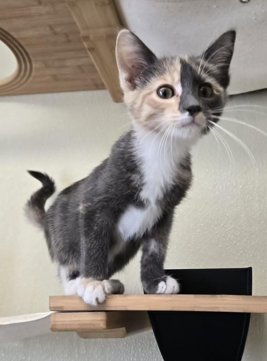 Enlarge Mia, an adopted Domestic Short Hair in Larned, KS image 3/4