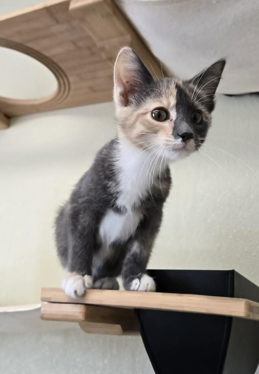 Enlarge Mia, an adopted Domestic Short Hair in Larned, KS image 4/4