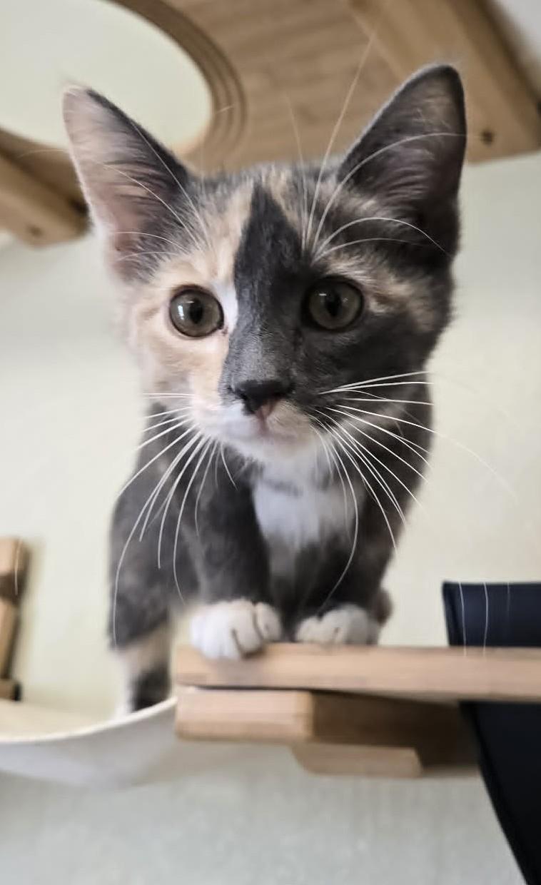 Mia, adopted, Young Female Domestic Short Hair.