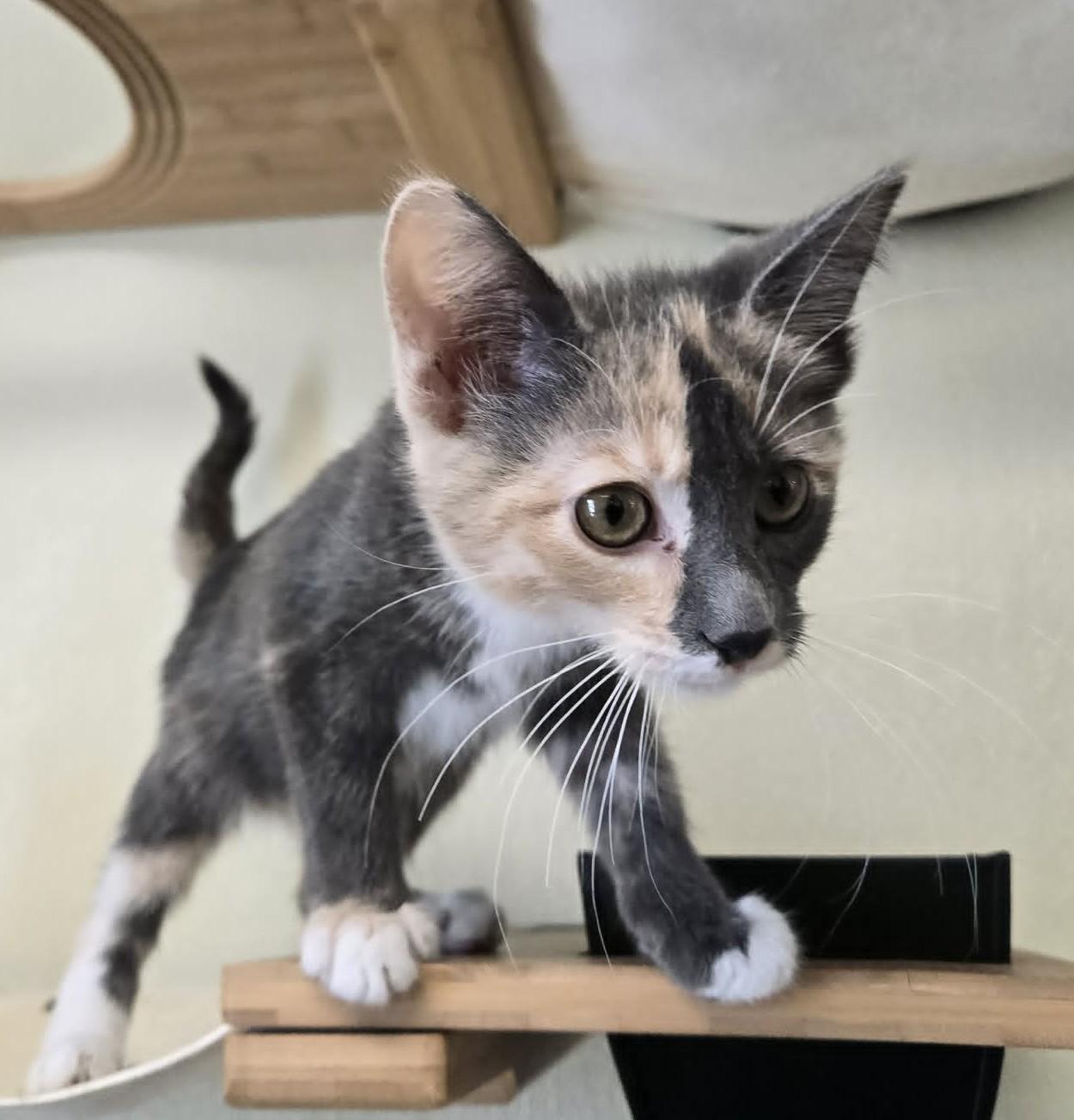 Enlarge Mia, an adopted Domestic Short Hair in Larned, KS image 2/4