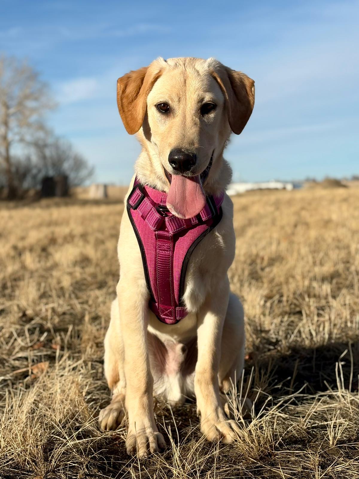 Enlarge Clyde, a ADOPTABLE mixed breed in Medicine Hat, AB image 1/1