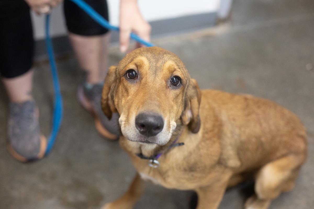 Hallie, Adoptable, Young Female Bloodhound & Labrador Retriever.