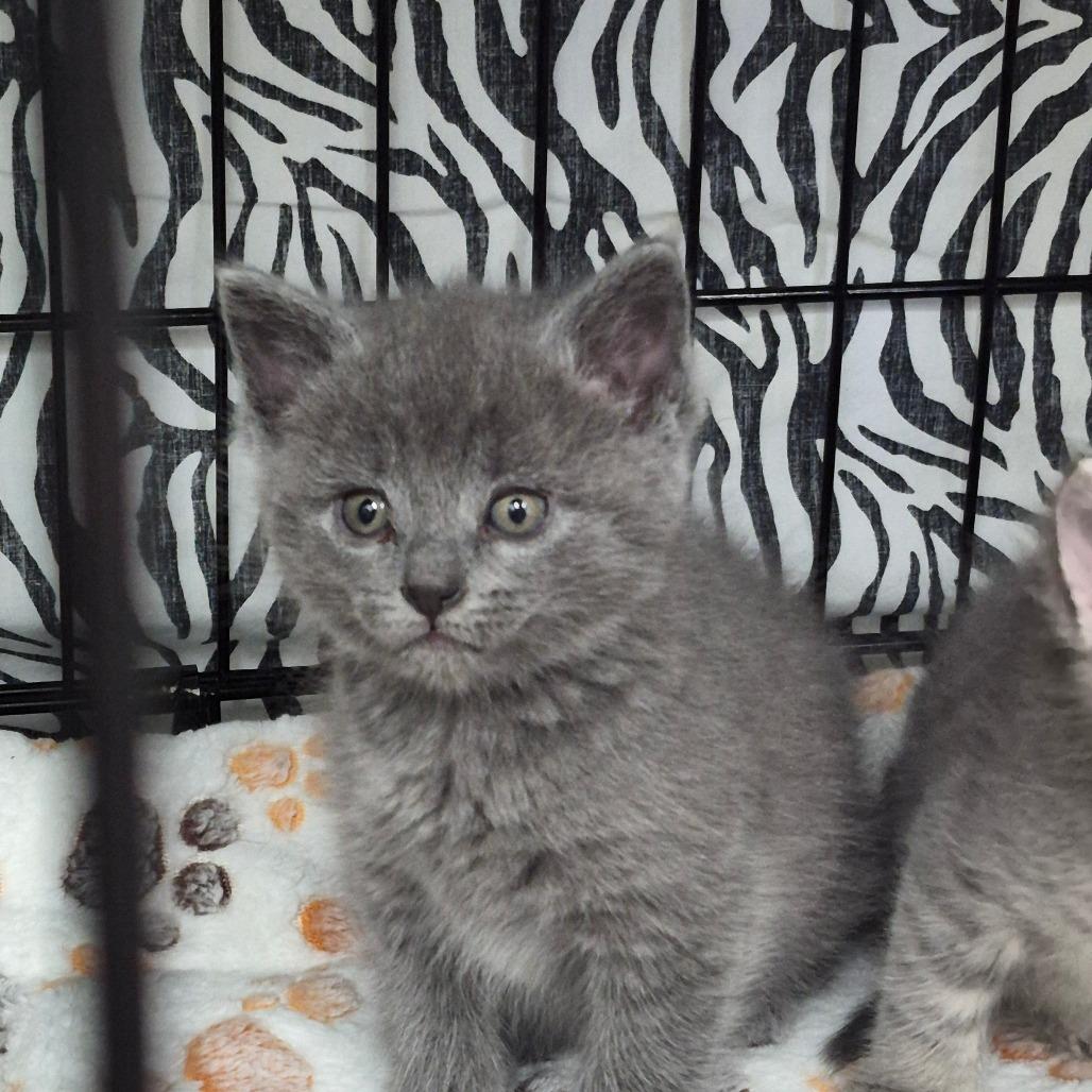 Enlarge Catawampus, a Adoptable Domestic Short Hair in Bismarck, ND image 2/5
