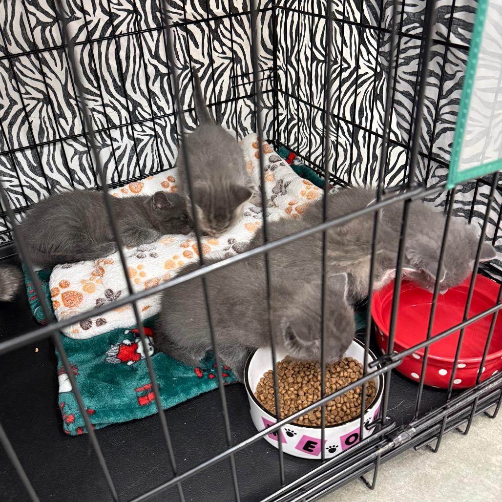 Enlarge Catawampus, a Adoptable Domestic Short Hair in Bismarck, ND image 3/5