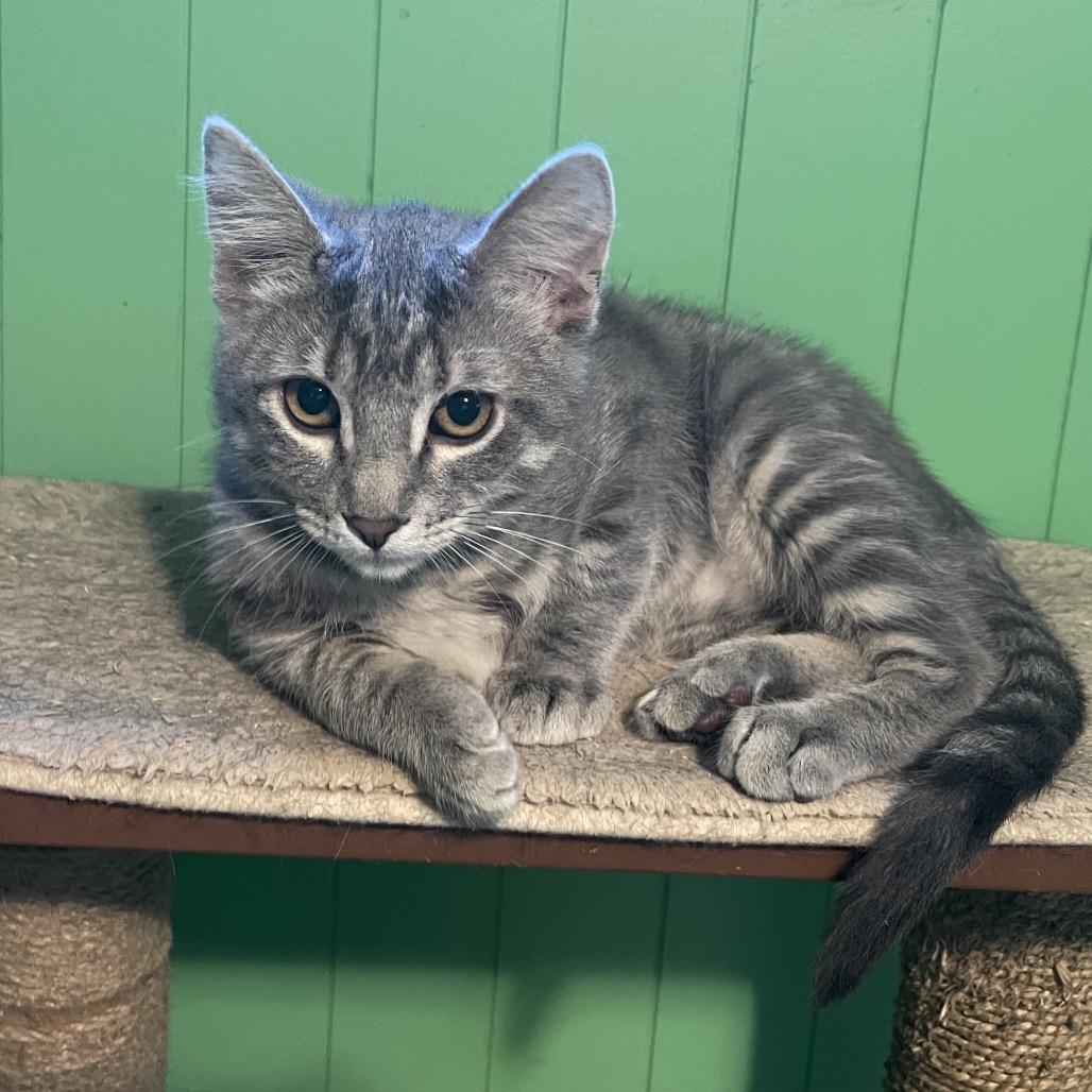 Enlarge Catawampus, a Adoptable Domestic Short Hair in Bismarck, ND image 4/5