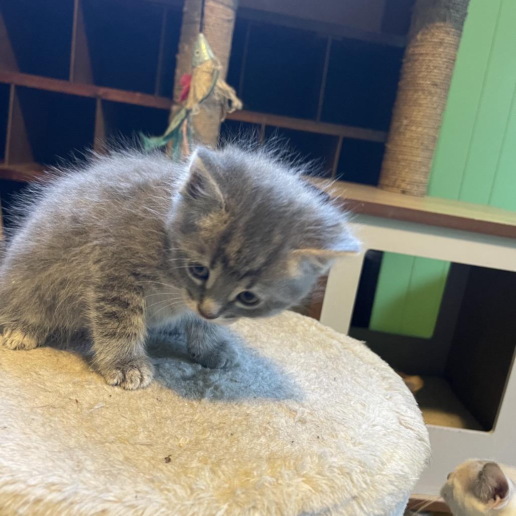 Enlarge Catawampus, a Adoptable Domestic Short Hair in Bismarck, ND image 5/5